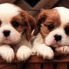 I adore puppies :D! amanda-9966 photo