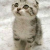 Cute kitten amanda-9966 photo