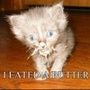  kittenbutter12 photo