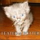 kittenbutter12's photo