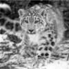 snow leopard iloveanimals28 photo