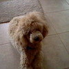 my dog julius july 2012 v1nce photo