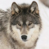  commanderwolf photo