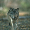  commanderwolf photo