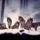 Wolf-Pack_0925