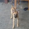 My dog now amanda-9966 photo