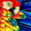 Scarlet macaw amanda-9966 photo